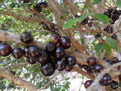 Linda chácara com 20.000 M²