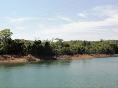 Fazenda de coco anão