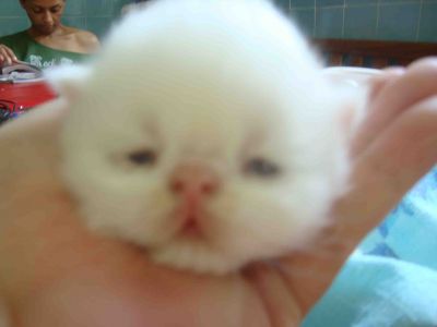 Filhotes Gatos Persa