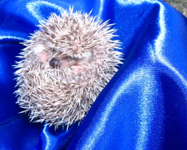 Hamster Chines filhotes a venda - Puppies for sale