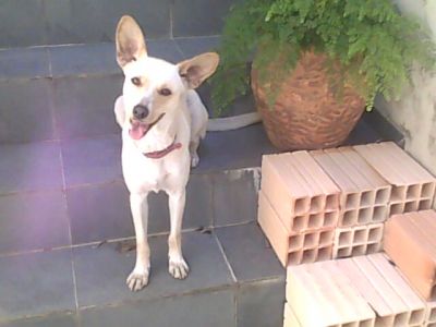 Doa-se cachorrinha amarela abandonada