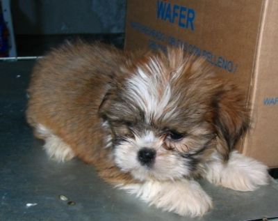 Lhasa Apso - Canil Filhotes On Line BH