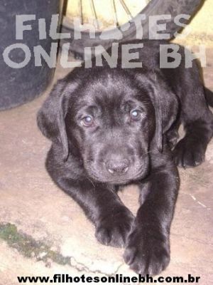 Labrador - Canil Filhotes On Line BH