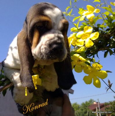 Caes lindos Orelhudos pelo curto e não mordem Basset Hound