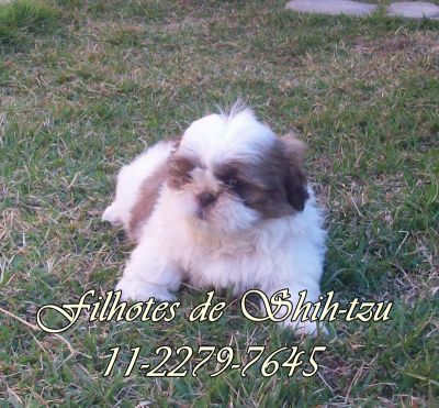 shih-tzu menor porte 3.5kg branco e chocolate SP 11-2279-7645