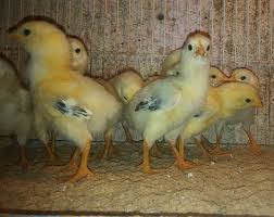 Chocadeira 70 ovos totalmente automática digital rj