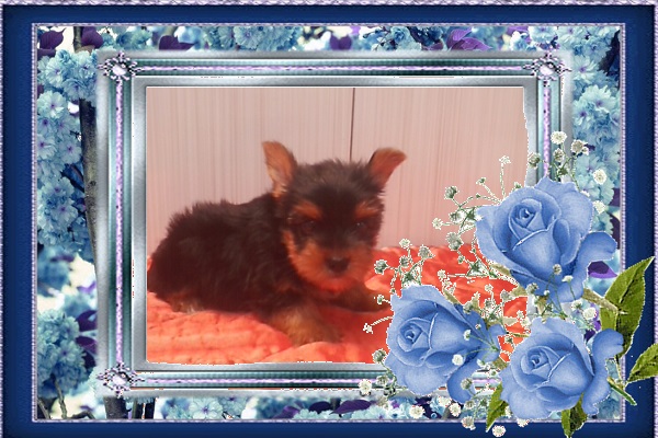 Lindos Filhotes de Yorkshire Terrier