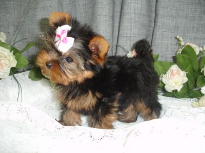 YORKSHIRE MICRO- FÊMEA