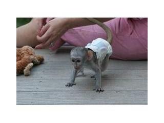 Macacos-prego de masculino e feminino encantador