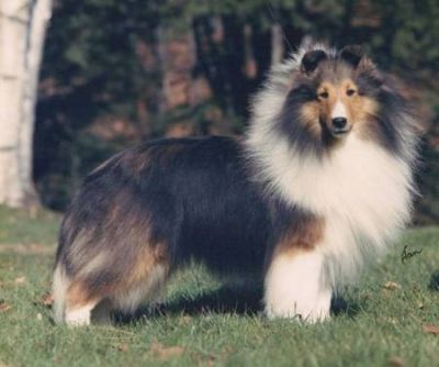 Pastor de shetland, Magníficos Filhotes  R$2.000