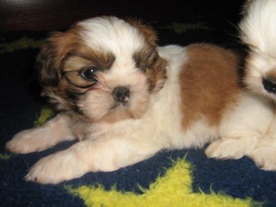 Vendo filhotes de cahorros da raça Shi Tzu