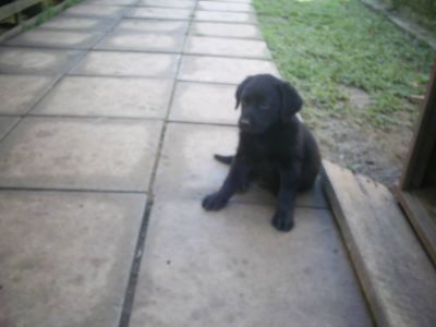 Lindos filhotes de labrador