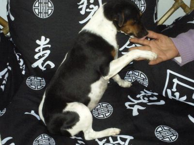 terrier brasileiro(fox paulistinha)