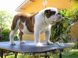 Buldogue Inglês, filhos de Grande campeão brasileiro R$2.500
