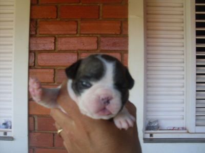 VENDA DE FILHOTES DE BULLDOG FRANCES