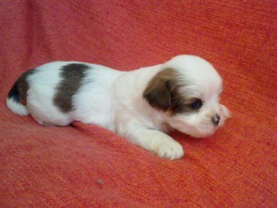 Filhotes Machos e Fêmeas de Lhasa Apso p/ venda 