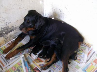 Vendo filhotes de Rottweiler Nasc.16/11/2012 