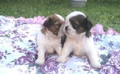 Shih Tzu - Filhotes em Porto Alegre