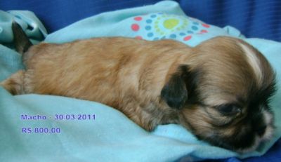 Canil P&P Younglings - Raça Pura LHASA APSO