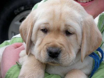 Dois lindos filhotes de labrador disponÃ­veis para adoÃ§Ã£o