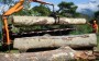 corte epoda de arvores limpeza de terreno
