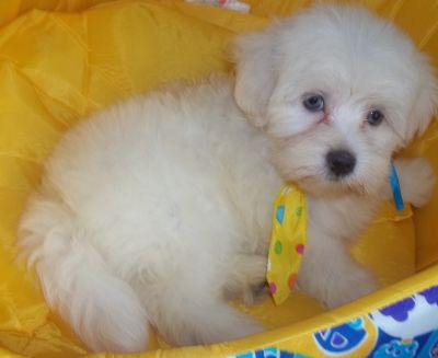 Maltês Filhotes  Apaixonantes  com pedigree em mãos 