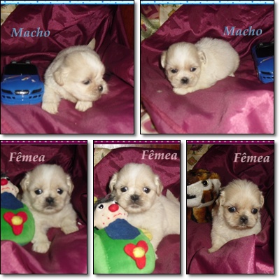 Shih-Tzu - Lhasa Apso - Poodle - Maltês