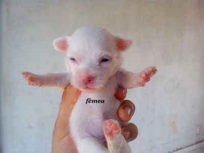 Lindas Fêmeas de Chihuahua