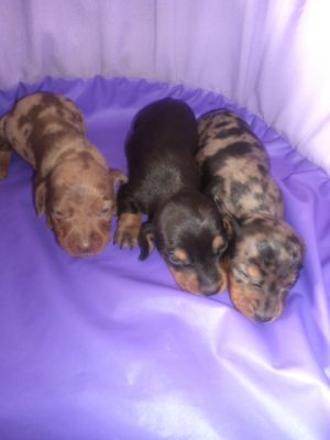 VENDO LINDOS FILHOTES DE VARIAS RAÇAS E PREÇOS 4361-8917 OU 7694-5581