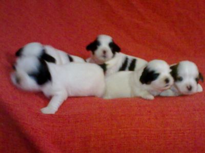 Filhotes Machos e Fêmeas de Lhasa Apso p/ venda 