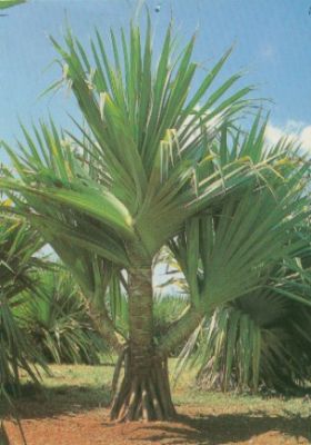 mudas palmeiras vendo/troco