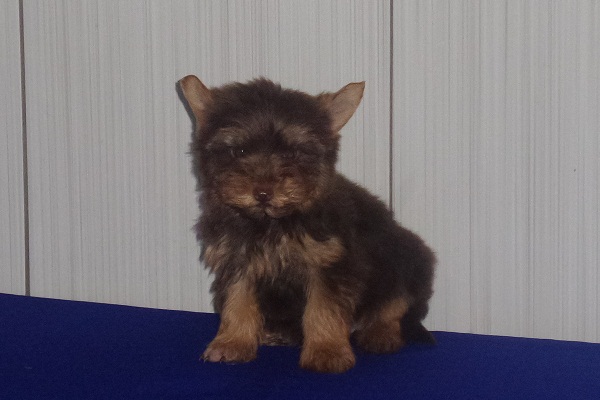 Filhote macho de Yorkshire Terrier Chocolate Micro