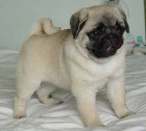 Filhotes de Pug, linhagem importada R$2.000