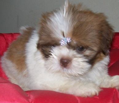 Shih tzu, fêmea, olho verde, narriz marron, Porto Alegre,