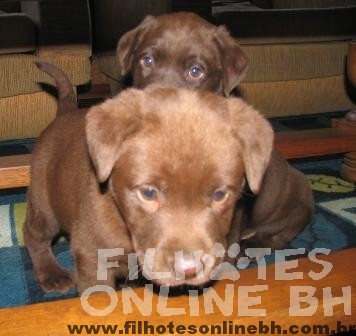 Labrador - Canil Filhotes On Line BH