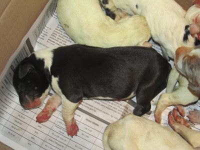 Filhotes de Dogue Alemao