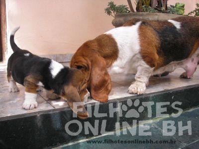 Basset Hound - Canil Filhotes On Line BH