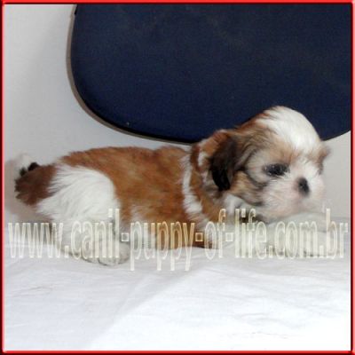 Vendo filhotes shih tzu porte pequeno