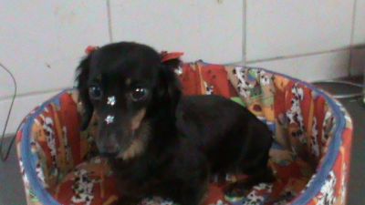 Lindas femeas de dasch/teckel mini pelo longo