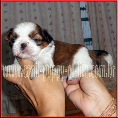 Canil- vd filhotes shih tzu