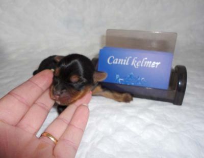 ***YORK*** lindas ninhadas