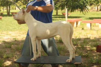 Dogos Argentinos linhagem de campeões mundiais de beleza. R$1.500