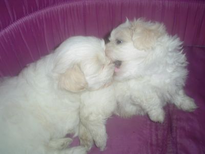 Lindos machinhos de Lhasa branco com manchinhas creme