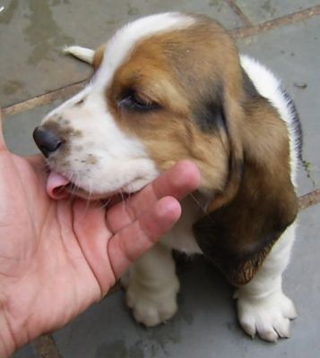 Basset Hound - Canil Filhotes On Line BH