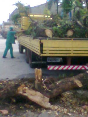 CORTE DE ÁRVORE E REMOÇÃO (011 ) 2303-5217/ 7303-3441 /6557-9589/8621-3420