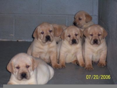 Lindos filhotes de Labrador, filhos e netos de campeões! R$800