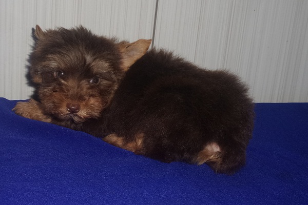 Filhote macho de Yorkshire Terrier Chocolate Micro