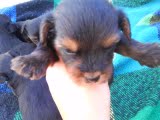 Yorkshire terrier  macho R$500
