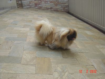 Pequinês - Filhote - macho