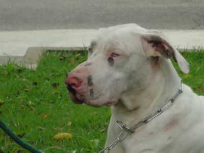 Filhotes de Dogue Alemao